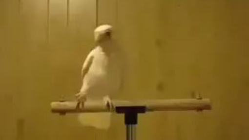astih#08bird