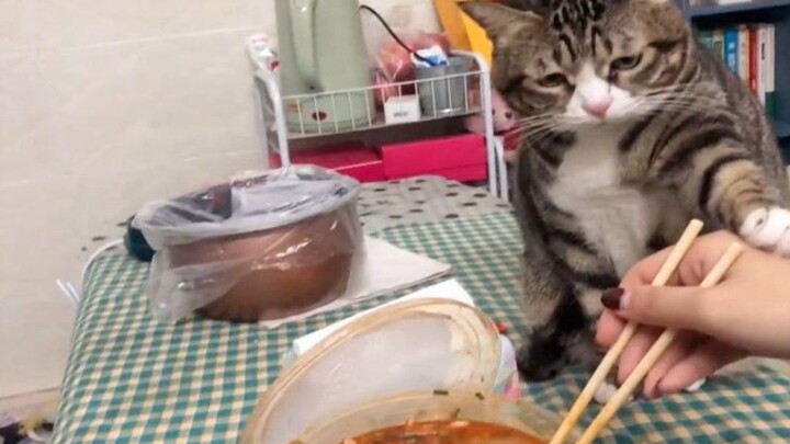 Cat: Be kinder to yourself—stop eating poop already!