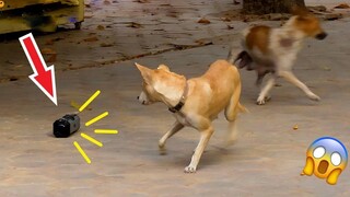 AWW SO FUNNY😂😂 Super Dogs And Cats Reaction Videos (เสียงที่ซื่อสัตย์) #29