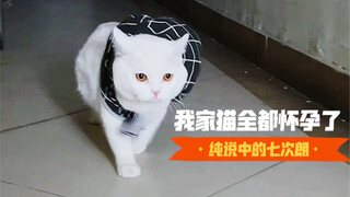 我家猫全都怀孕了