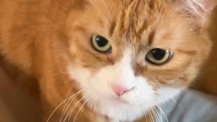 Tiểu Mi: Cuối cùng đến lượt mình rồi! Lót giường đã, dẫm cho mềm rồi ngủ sẽ thoải mái hơn!