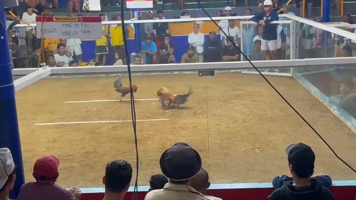 Dirtyfeet Hatch 2/3 brothers