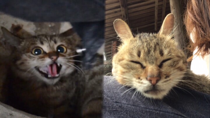 When Wildcat Becomes Mother