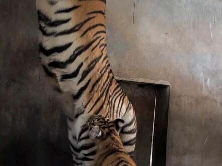 Còn thiếu mười một xu nữa, bạn học tốt bụng kia đã giúp mình hoàn thành. Cảm ơn nhé!