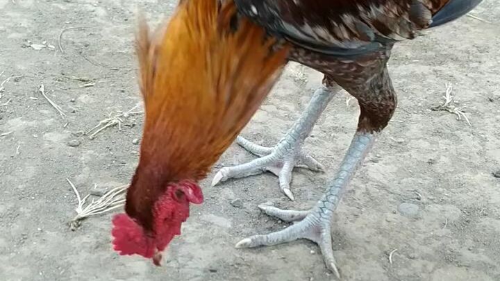 Ayam BK Klawu Geni