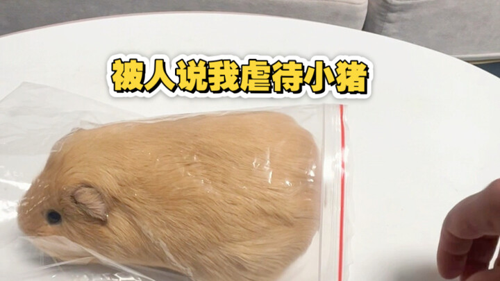 Kelanjutan video memencet babi kecil; ada yang bilang ini menyiksa babi—saya jelaskan dan tanggapi n