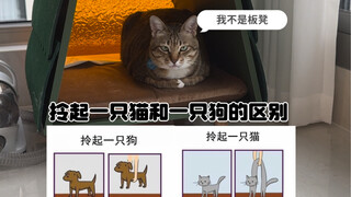 The difference between picking up a cat and a dog