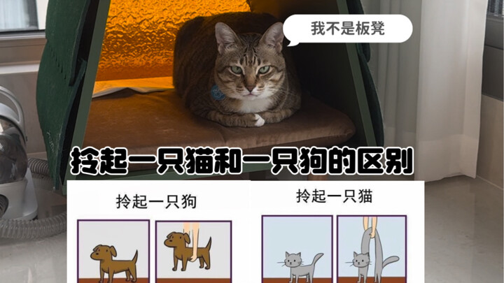Perbedaan antara mengangkat kucing dan anjing