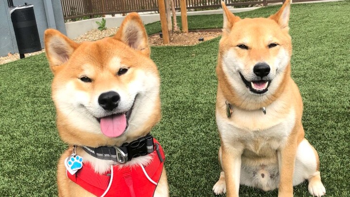After three years apart, the Shiba Inu is reunited with its best friend; the owner nearly tears up, 