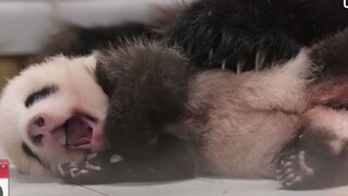 The panda Fu Bao in Korea is 100 days old