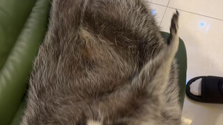 Raccoon Cushion