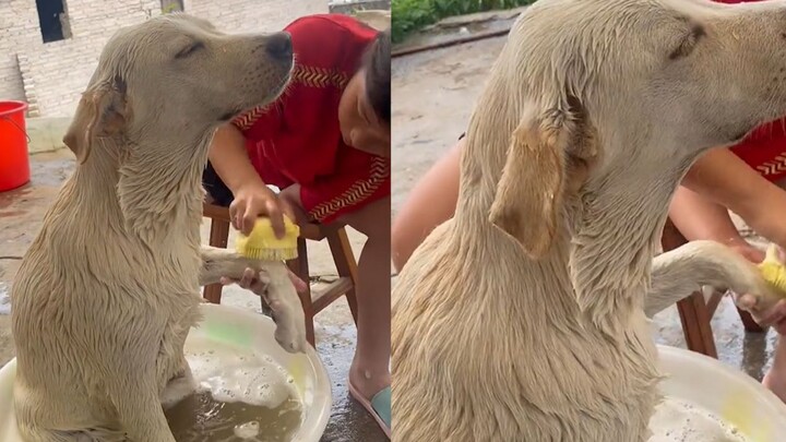 Si anjing sudah lama tidak mandi, kini dipijat lembut oleh tuannya kecil! Si anjing memejamkan mata 