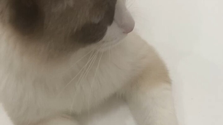 meo
