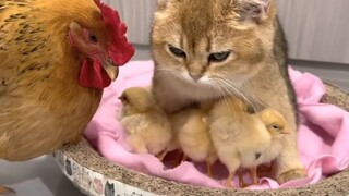 แม่ไก่ตกใจเมื่อเห็นว่าแมวดูแลลูกไก่ได้ดีกว่าแม่ไก่