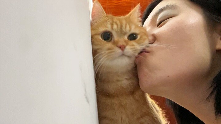 แมวน้อยผู้พิงกำแพง ข้าคือผู้ทลายกำแพงของเจ้า!