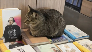 Kucing: Kumuh