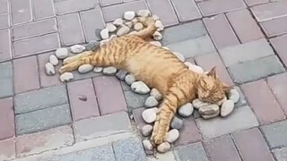 Si kucing senior di kampus universitas dimanjakan oleh teman-teman sekelasnya yang junior, dan dia m