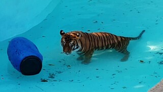 Can a tiger leap straight out of a slippery pool ?