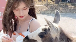 Picnic with Wild Animals (Embarrassing Version)