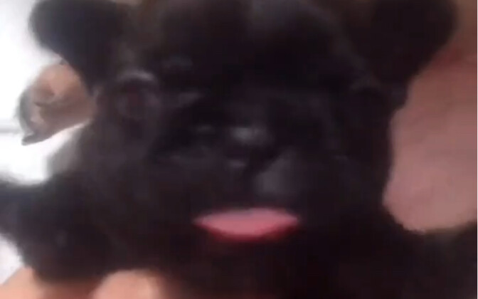 Is this really the same dog?