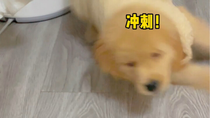 Sứ mệnh của một chú chó là giành lại món đồ chơi yêu thích của người khác.