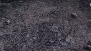 BTTH S5 episode 166 sub info