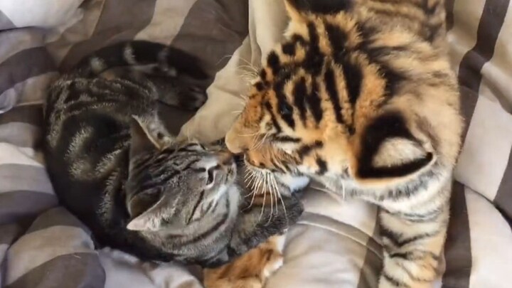“Siberian tiger vs. domestic cat” – the cat totally treats the tiger like a little brother…