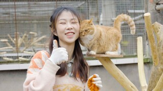 We built a cat climbing frame for 300 stray cats so they can play together in the spring.