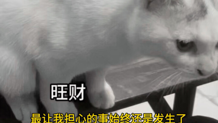 ขอโทษนะ วั่งไฉ ฉันผิดไปแล้ว