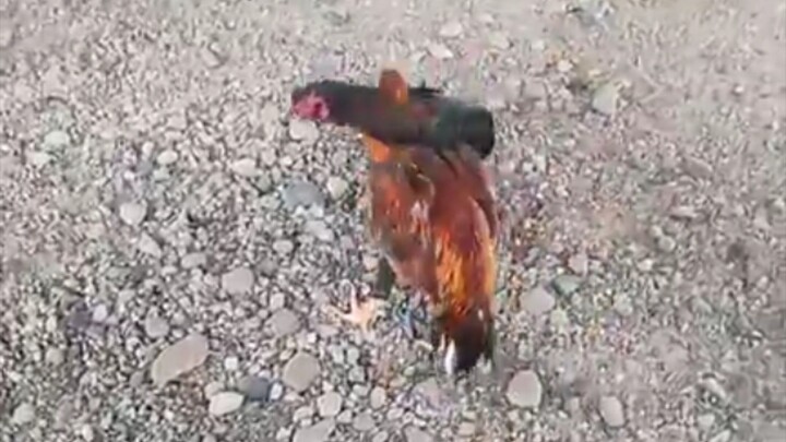 Napaka ganda ng dans step ni Gambit. (Black)