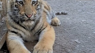 Ketika saya mencoba untuk memancing anak harimau agar bermain dengan saya dan ditemukan oleh harimau