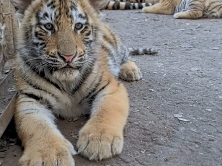 当我试图引诱崽崽陪我玩被母老虎发现以后!
