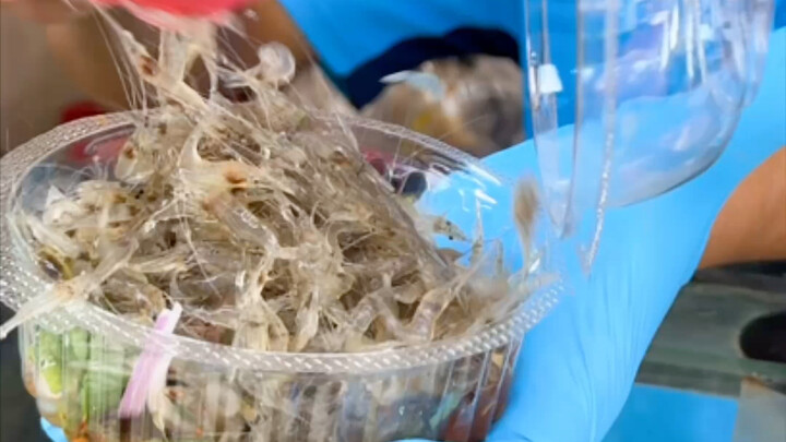 Peringatan: Udang melompat sedang berpesta di dalam mulut!