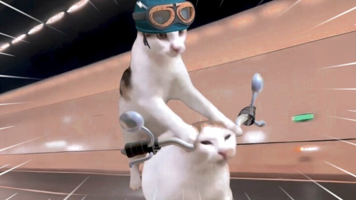 🐱Mèo chở xe🐱