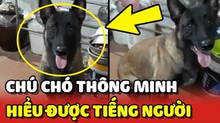 Trầm trồ với chú chó THÔNG MINH chủ bảo gì làm nấy tại Việt Nam 😍 | Yêu Lu