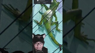 Google Earth : กิ้งก่ายักษ์ ไต่กำแพงตึก #shorts