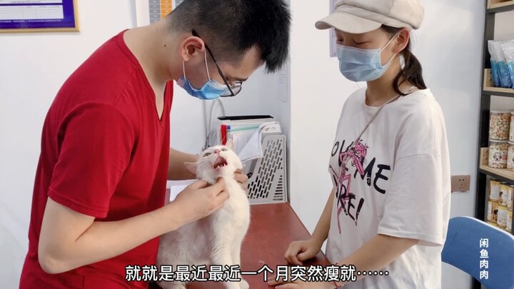 Mèo “đóng kịch” không chịu ăn uống, gầy đến mức hết cả má phính; sen đưa đi khám thì vừa buồn cười v