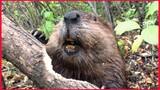 Beaver Chews Though Tree Limb, Close Up Footage, See How Beaver Do It.