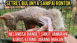 CANTIK DI SAYANG SAKIT DI BUANG KUCING PERSIA YANG MALANG