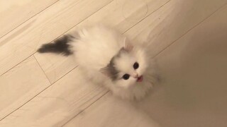 القطة الصغيرة غاضبة جدًا! صاحبها عديم الفائدة!