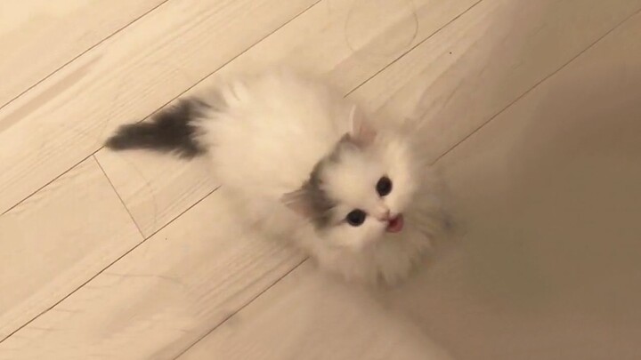 The little kitten is so angry! The owner is so useless!!!