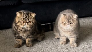 千万别养两只猫，因为...