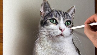 Khi con mèo thấy tôi vẽ nó
