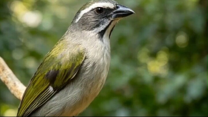 TRINCA-FERRO: VOCÊ SABIA QUE ELE VIVE EM 5 PAÍSES? 🐦🌎 #TrincaFerro #AvesDoBrasil #Passaros #Passar