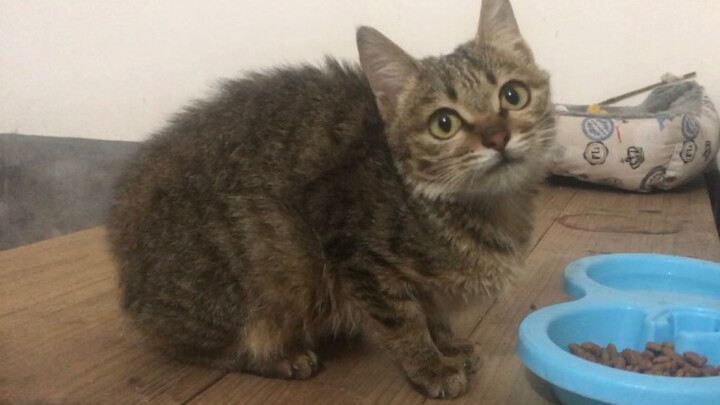 [Virtual Cat‑Petting] Aloof and stunningly handsome! The gorgeous calico cat who’s a chatterbox, a s
