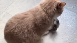 "How difficult it is to coax a cat into a tantrum"