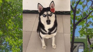 CUTE PET #น่ารัก&ตลก #5555+