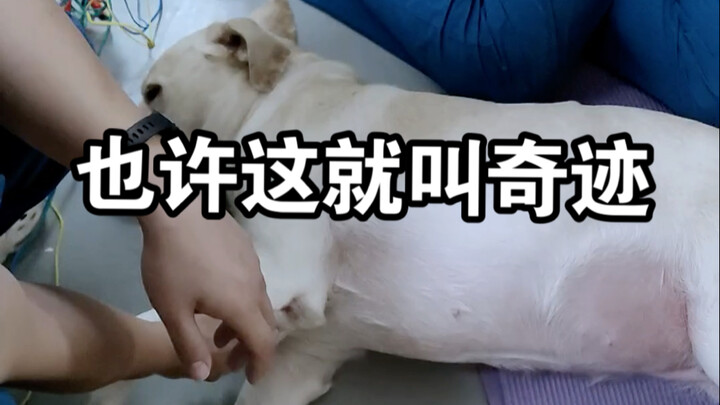 Now Duo Duo can walk on her own—thanks to her owner and everyone’s quiet, selfless efforts.