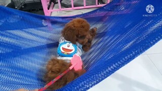 Poodle sợ bị đánh đem giấu cây tét đít mẹ mới mua #poodle #boss #cuncung #cunyeu #cute