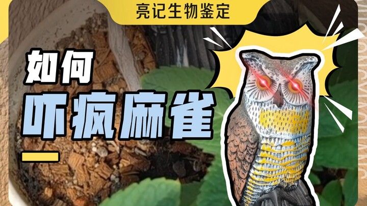 Burung pipit manakah yang dapat menahan rangsangan tiga kali lipat ini?
